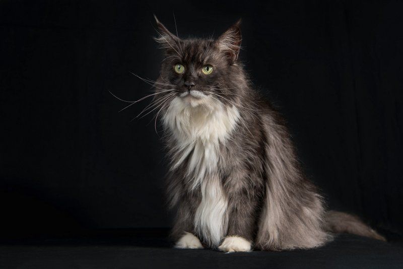 Maine Coon - Laya de la tribu de falcone