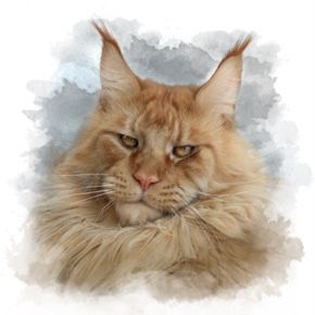 Maine Coon - summerplace El gappo