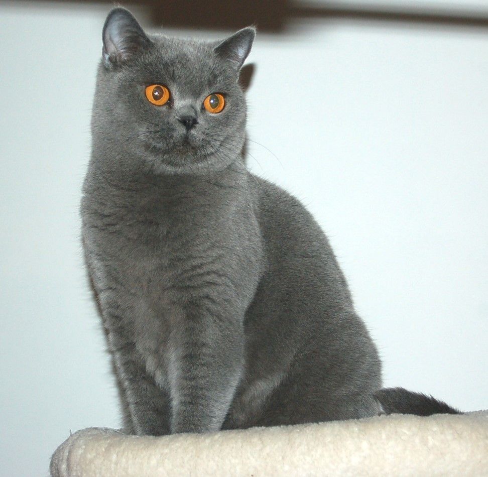 British Shorthair et Longhair - Doll eyes blauschatz