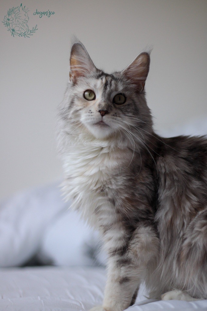 Maine Coon - Joyan'sco Savage love