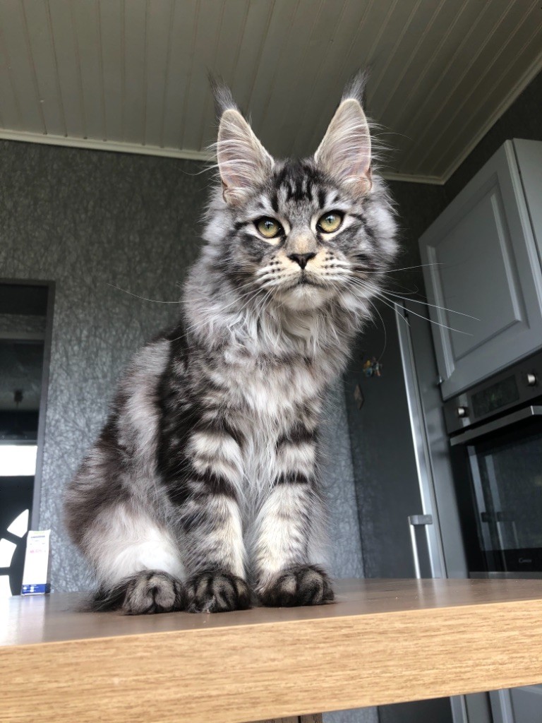 Maine Coon - CH. Reden cat’s coon