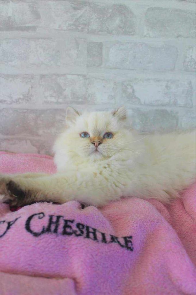 British Shorthair et Longhair - Shamallow Des Infiny Cheshire