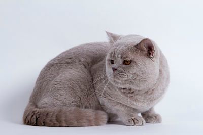 British Shorthair et Longhair - CH. golan Chess-ozzy