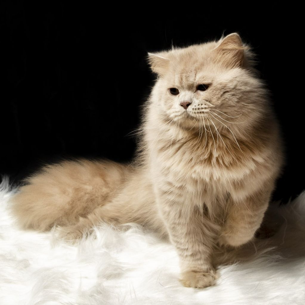 British Shorthair et Longhair - royal point Martin