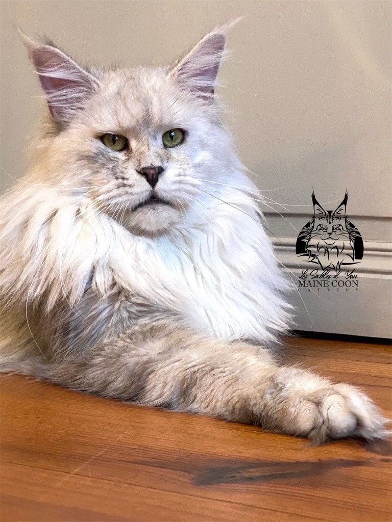 Maine Coon - Ammon d’oracol