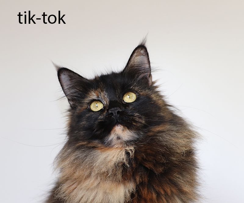 Maine Coon - Black Draco's Tiktok