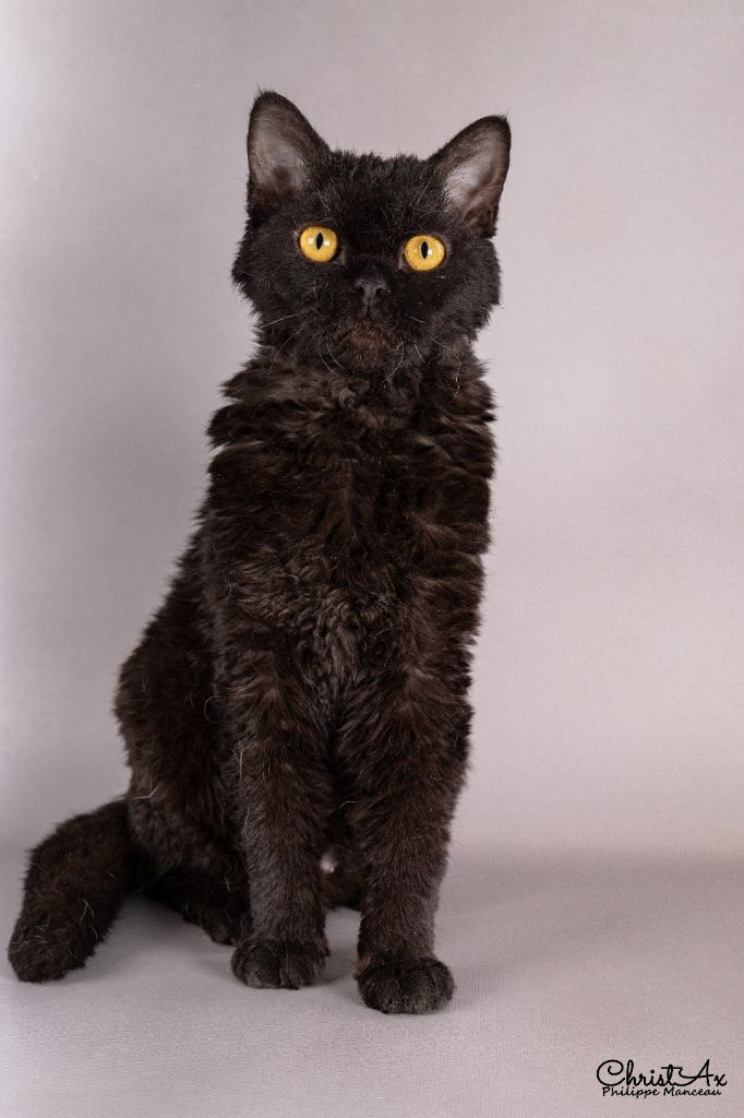 Selkirk Rex poil court et poil long - Artémis-agathè des Furoles d'Ajol