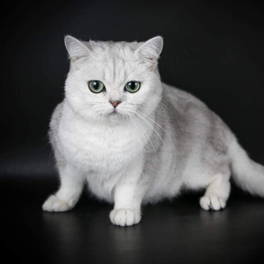 British Shorthair et Longhair - CH. Ornella brit elit