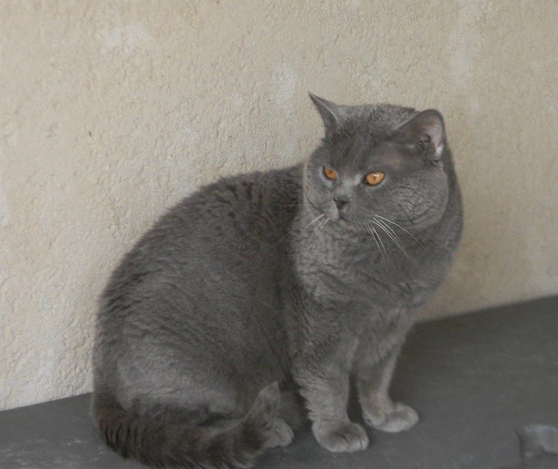 Chartreux - CH. Eclair des chats du causse