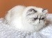 chat Exotic Shorthair