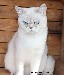 chat British Shorthair et Longhair