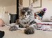 chat Maine Coon