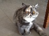 chat Exotic Shorthair