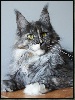 chat Maine Coon