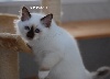 chat Sacré de Birmanie