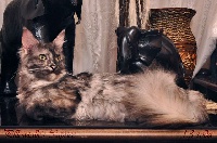 pillowtalk's Caprice