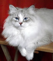 CH. Sheih russian sharm
