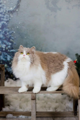 CH. Internationale sissi Des Pebbles Cats