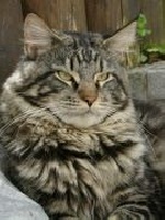 snughead cats Gale
