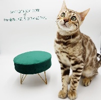 nano neko bengal O'kirei