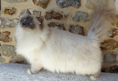 Starsky Des Ours De La Motte