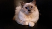 Neko de kerbirman