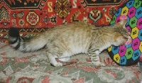 tavolga Eukharis