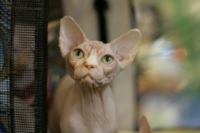 CH. sphynxantiquus New release