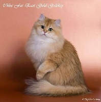 CH. Chloe far east gold galeksy