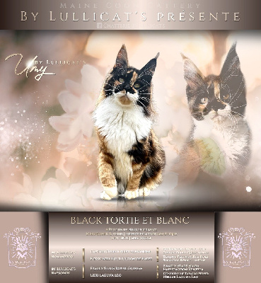 by Lullicat's Umy