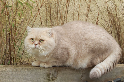 Vif d'or Des Infiny Cheshire