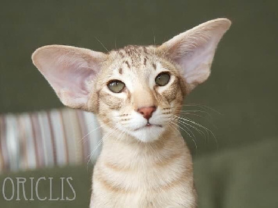 Natural blond oriclis