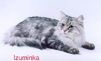 CH. Izuminka onix gloria