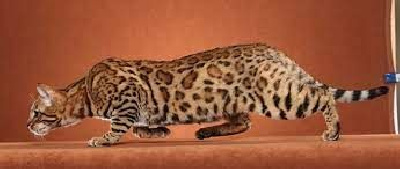 CH. jungletrax Justified prestige