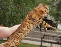 CH. mascot bengals William favourite