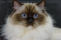 Nala De La Mafia Feline