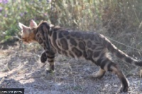 Pantherabengals Temptation leopard