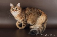 CH. angelur Khokhotushka