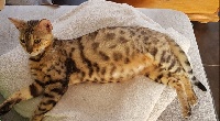 Midzy de mecat-meleopard