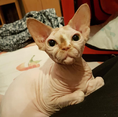 sphynxantiquus Unique edition