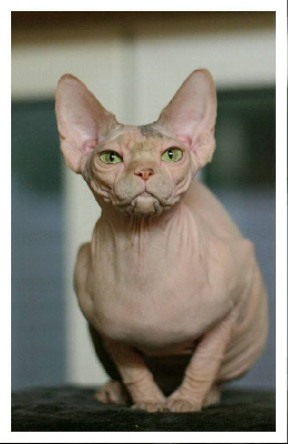 CH. sphynxantiquus Taboo not for me