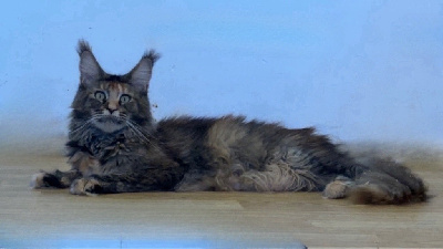 am-star cattery Anastasia