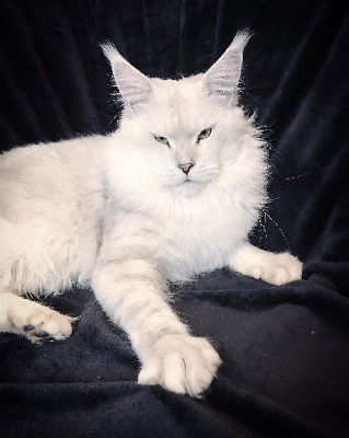 Whagar von palüt of mycat