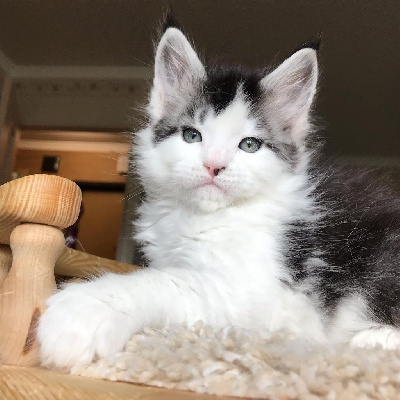 larkistaff Lord