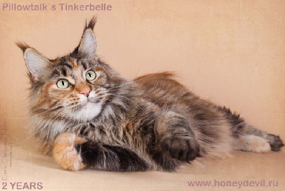 CH. pillowtalk's Tinkerbelle