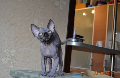 sphynxantiquus&queenkatrin Lexus