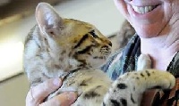 junglekatz Joey rico