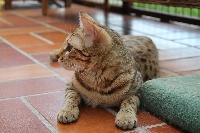 leopardcats Im definately wurthy