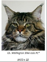 CH. wellington Silvi-cola