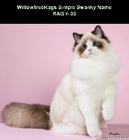 willowtreerags Simple swanky name
